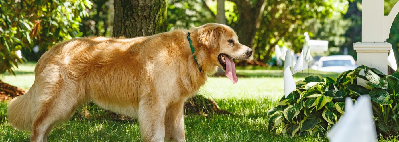 DogWatch of Southeastern CT, Old Lyme, Connecticut | Outdoor Hidden Dog Fences Slider Image